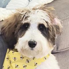 Aussiedoodles and Australian Mountain Doodles from Signature Doodles