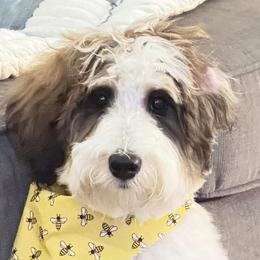 Aussiedoodles and Australian Mountain Doodles from Signature Doodles