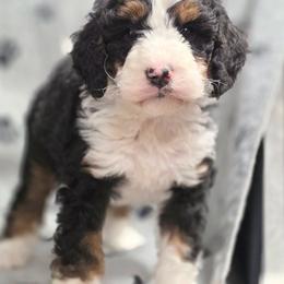 Aspen - Tri-color female Bernedoodle puppy in Shelton, Washington from NW Bernedoodles of Washington