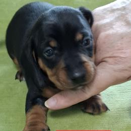 Boy 1 - Black and tan male Dachshund puppy in Salisbury, North Carolina from King's Dachshunds