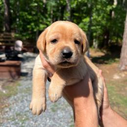 Sunny - Yellow female Labrador Retriever puppy in Carthage, North Carolina from Wicked Pines Retrievers