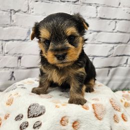 Cash - Blue and gold male Yorkshire Terrier puppy in Monticello, Iowa from Ashley’s Puppies