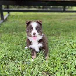 Western Skies Willow Mae - female Miniature Australian Shepherd puppy in Waxahachie, Texas from Forever Holmes Aussies