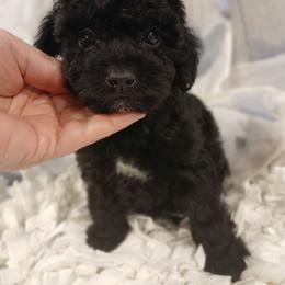 Kaleidoscope's Coral Bloom - Black female Whoodle puppy in Andalusia, Alabama from Kaleidoscope Kennels