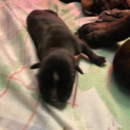Boxer Puppies from Primo Amore Boxers