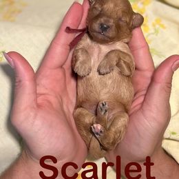 Scarlett - Apricot female Poodle puppy in Ardmore, Oklahoma from Green Acres
