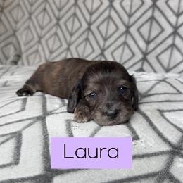 Laura 4000 Cream Brindle Girl 3 Pet Only - Cream female Dachshund puppy in Pauls Valley, Oklahoma from Simply Happy Dachshunds