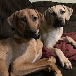 Black Mouth Curs from Sand Hill BMC Breeder