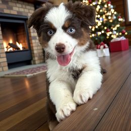 Andovers Liberty Reigns, Libby - Red tri-color female Miniature American Shepherd puppy in Rockford, Illinois from Andover Aussies