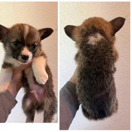 Lex - Red male Pembroke Welsh Corgi puppy in Helmville, Montana from Calie’s Corgis