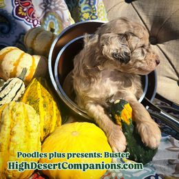 Aussiedoodle, Poodle, and Toy Australian Shepherd Puppies from High Desert Companions