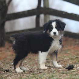 Australian Shepherd Puppies from RxAussies