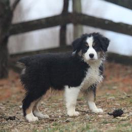 Australian Shepherd Puppies from RxAussies