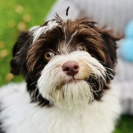 Sebastian - Havanese