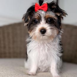 Button - Chocolate, tan and white female Yorkshire Terrier puppy in Jacksonville, Florida from Yorktown Yorkies