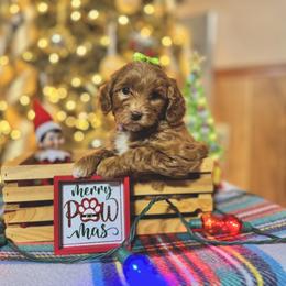 Goldendoodle Puppies from Duck River Goldendoodles