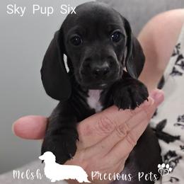 Sky-Nemo pup 6 by Birth order - Black male Dachshund puppy in Anamosa, Iowa from Melsh Precious Pets