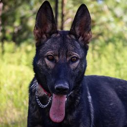 Revna - German Shepherd