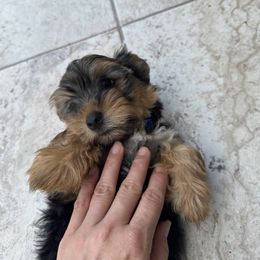 Yorkshire Terrier Puppies from Yorkies in Kyle