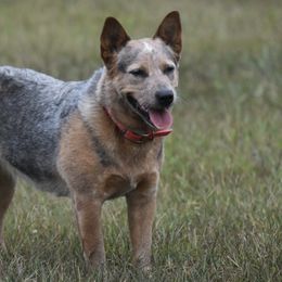 Australian Cattle Dogs from Grog Creek Kennel