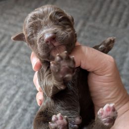 Working or hunting home only - Liver male English Cocker Spaniel puppy in Phillips, Nebraska from Fenloch Gundogs
