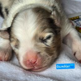 Gambler - Blue merle male Miniature Australian Shepherd puppy in Powell Butte, Oregon from Willow Lane Ranch