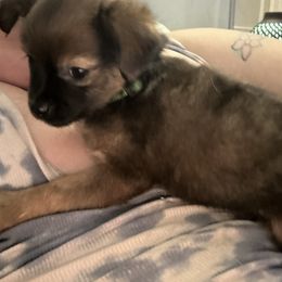 Chihuahua and Poodle Puppies from Garrett’s Chihuahuas and Poodles