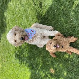 Goldendoodle Puppies from Hobble Creek Farms