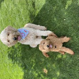 Goldendoodle Puppies from Hobble Creek Farms