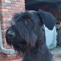 Yuri - Giant Schnauzer