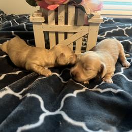 Dachshund Puppies from Corgie & Cream Paradise