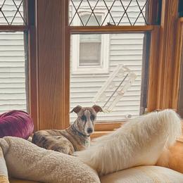 Whippet Puppies from Smithfield Park
