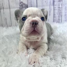 Tahiti - Tricolors female French Bulldog puppy in Lynchburg, Ohio from Pennington Family Frenchies