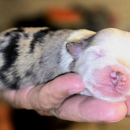Daisy (Pink Collar) - Blue merle female Toy Australian Shepherd puppy in Dolan Springs, Arizona from High Desert Companions