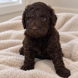 Rolo - Chocolate male Goldendoodle puppy in Surprise, Arizona from Gentle Paw Poodles and Doodles