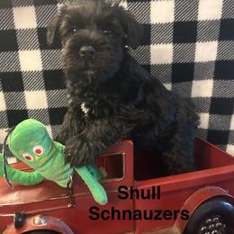 (Blackberry) Male 3 - Black male Miniature Schnauzer puppy in Granville, Ohio from Shull Mini Schnauzers