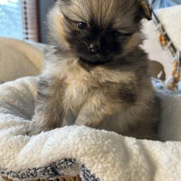 Girl 1 - Wolf sable Pomeranian puppy in Eureka Springs, Arkansas from Maple Hills Poms