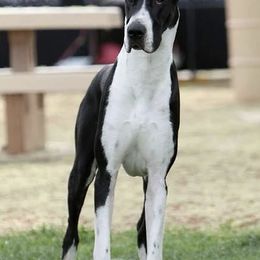 Great Danes from TriLa Great Danes
