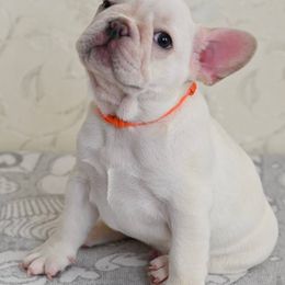 Bulldogs and French Bulldogs from Sweet Carolina Kennel
