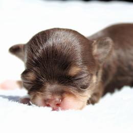 Spark - Chocolate and tan female Chihuahua puppy in Forsyth, Georgia from Brooks Grove Canines LLC