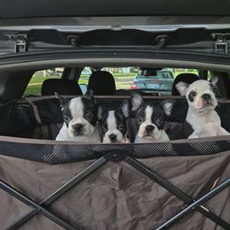 American Bully and Boston Terrier Puppies from Greenberg's Boston Terriers & Bullies of Metro Detroit