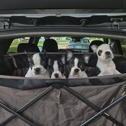 American Bully and Boston Terrier Puppies from Greenberg's Boston Terriers & Bullies of Metro Detroit