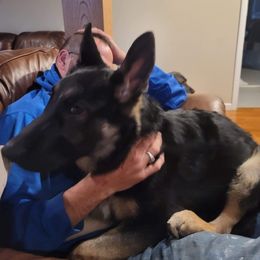German Shepherd Puppies from Sandy’s Shepherds