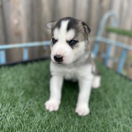 Siberian Husky Puppies from Husky Love and Pups