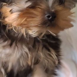 Yorkshire Terriers from CLC SOUTHERN YORKIES