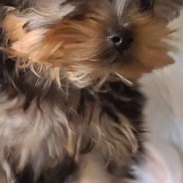 Yorkshire Terriers from CLC SOUTHERN YORKIES