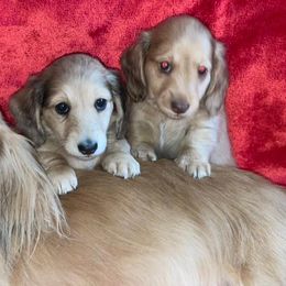 Dachshunds from Ruff Haus Dachshunds