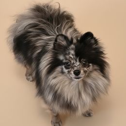 Posie - Pomeranian
