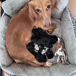 Dachshund Puppies from Dachshund Farms
