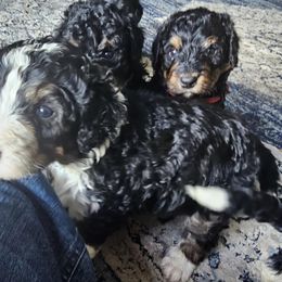 Bernedoodle Puppies from Joyful Pastures Homestead